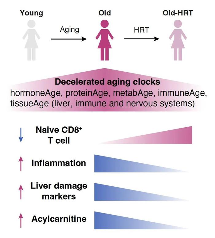 《细胞》子刊：“衰老时钟”首次系统性表征中国女性衰老特征