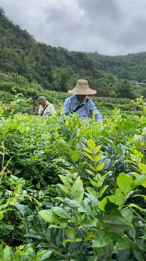 农村人采茶了采摘龙须莓茶