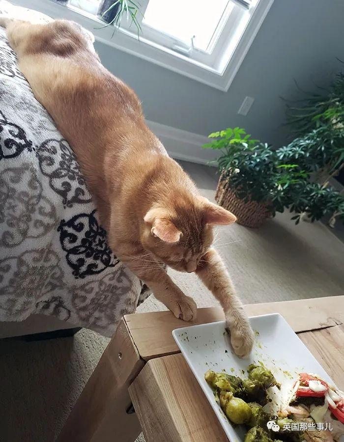 这些猫猫狗狗各种偷食物的现场