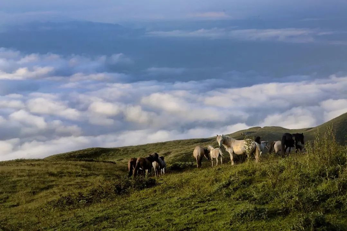 藏在云端的绝美草场 60 昭通马楠山|草原|昭通市_新浪新闻