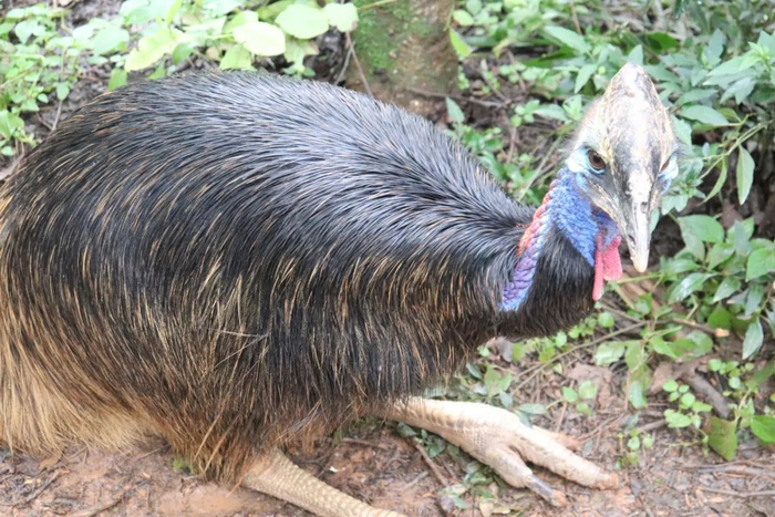 鸸鹋|高山兀鹫|鸟类_新浪新闻