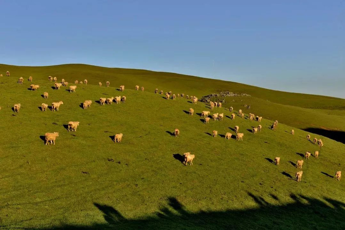 藏在云端的绝美草场 60 昭通马楠山|草原|昭通市_新浪新闻