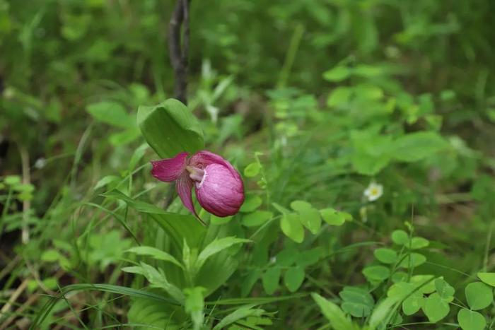 内蒙古一湿地公园内发现国家一级濒危野生植物大花灼兰