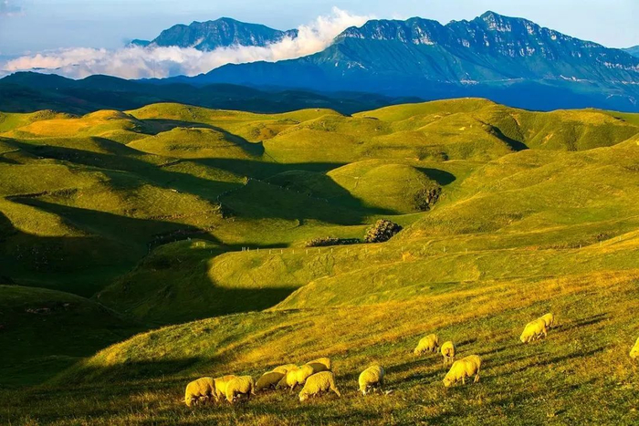 藏在云端的绝美草场 60 昭通马楠山|草原|昭通市_新浪新闻