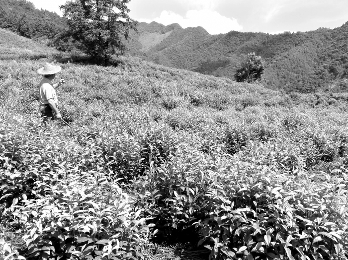 建德西坞村林先生和他的茶山（摄于2014年夏）