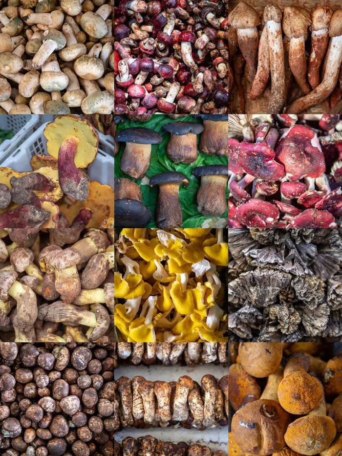 昆明野生菌交易市场上热销的野生菌（拼版照片）。新华社记者 江文耀 摄