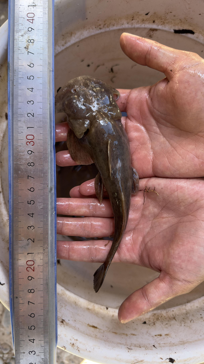 青藏高原时隔40多年再现特有珍稀鱼类|青海省|鱼类_新浪新闻