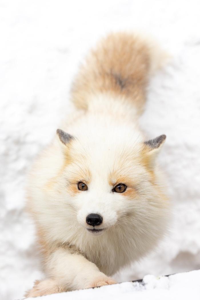 好美的白狐狸