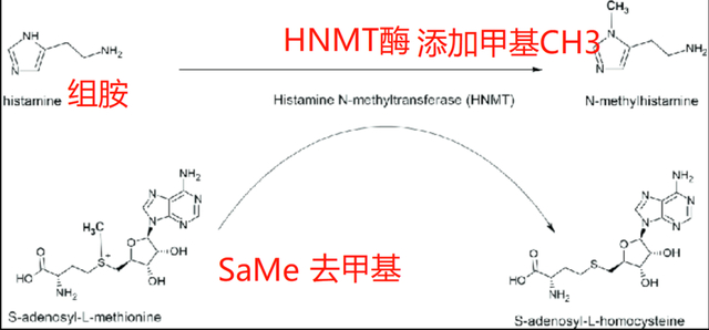 抑郁、焦虑、过敏?组胺代谢出问题了,这两条路径解决问题