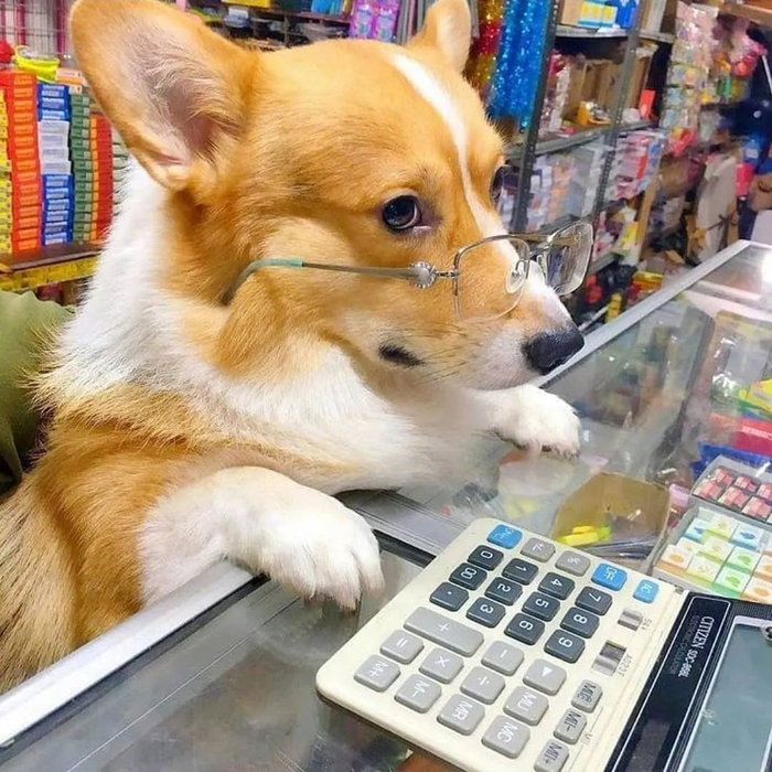 打工汪,打工魂,打工汪都很不容易|狗|铲屎官_新浪新闻