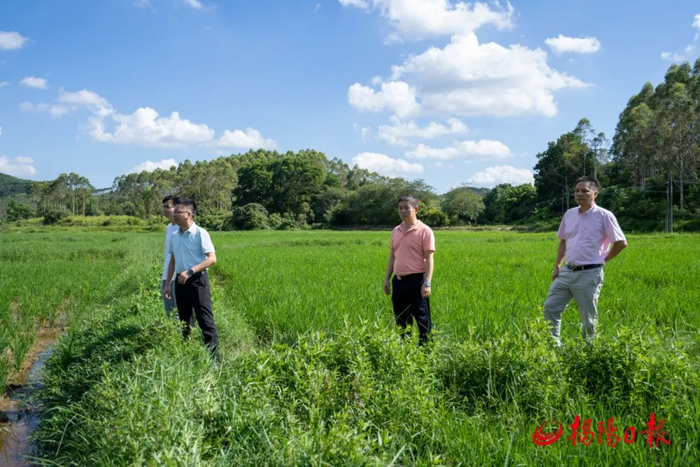 梅林镇领导调研土地流转撂荒整治工作。