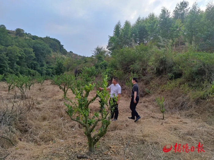梅林镇推动茶枝柑规模化种植，带动村民就业、致富。