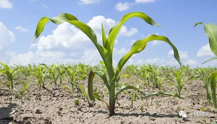 干旱导致农作物减产。图片来源：视觉中国