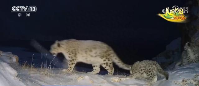 我国对大熊猫,东北虎,中华穿山甲等48种极度濒危野生动物及其栖息地