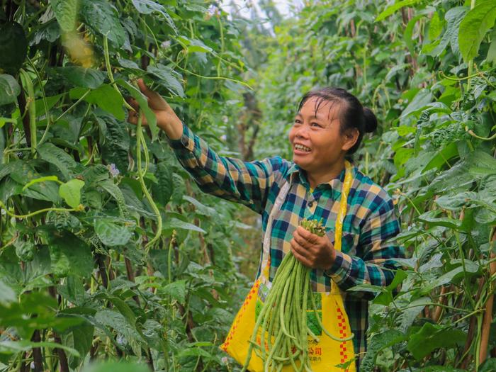 茄子黃瓜香瓜豆角西鄉塘區壇洛鎮瓜果蔬菜喜獲豐收