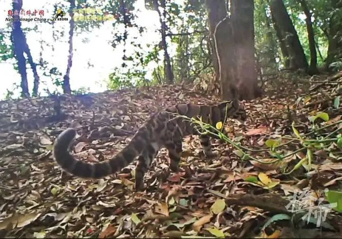 云南铜壁关野外记录下的云豹，又长又粗的大尾巴微微卷起