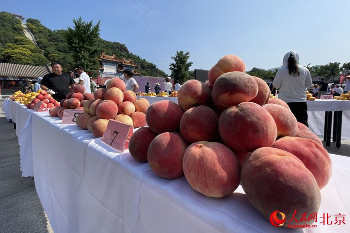 组图北京平谷举办第八届丫髻山蟠桃会优质大桃来打擂