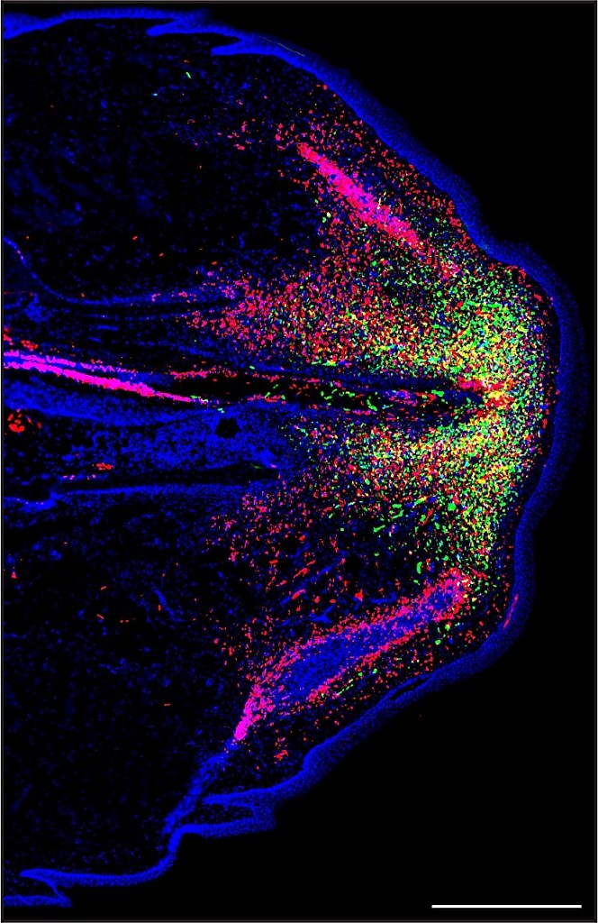 一只正在再生尾巴的绿色蜥蜴