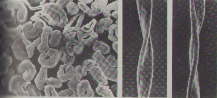 棉纤维的形态结构。