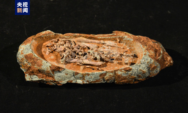 河源恐龙博物馆上新罕见胚胎蛋化石首次亮相