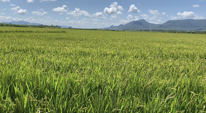 黑龙宫镇主要种植"绥粳18"和"齐粳10"两种水稻品种.