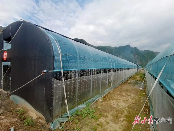 生产木耳的温室大棚。