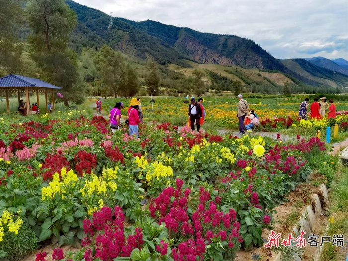 合作市卡加曼乡博拉村花海吸引了众多游客停留观赏。配图均为新甘肃·甘肃日报记者 范海瑞 摄