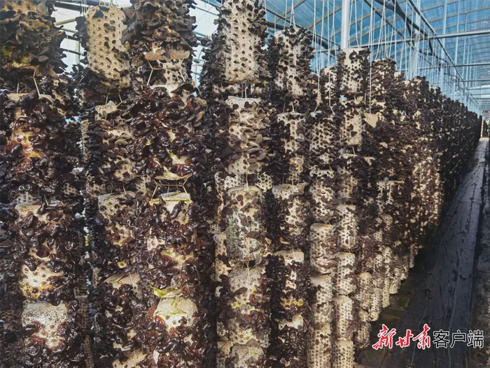 菌棒上生长的黑木耳。