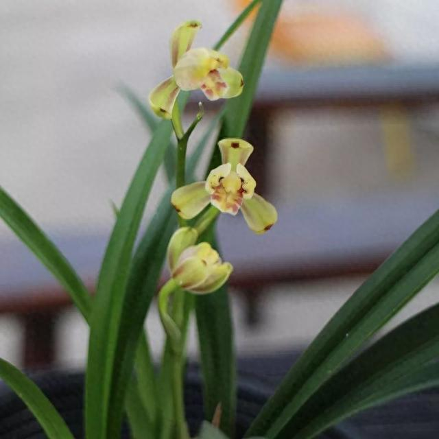 8月建兰还没开花?教你3个催花技巧,开花又香又多|兰花|四季兰|叶片|花芽|肥液_新浪新闻