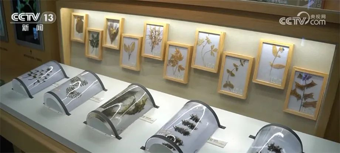 ▲图源：央视网