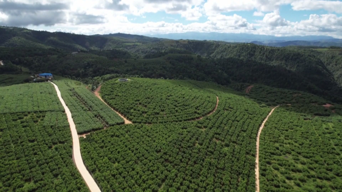 石屏坝心猕猴桃结出乡村振兴致富果