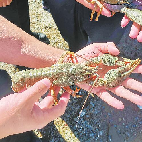 新疆农业大学李斌团队发现的一种本土大型鳌虾——格鲁西东欧鳌