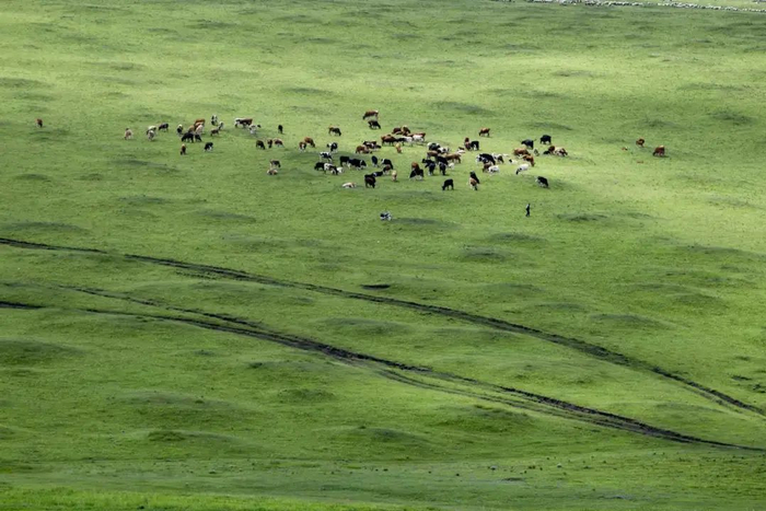 辉腾锡勒高山草甸草原 刘龙飞 摄