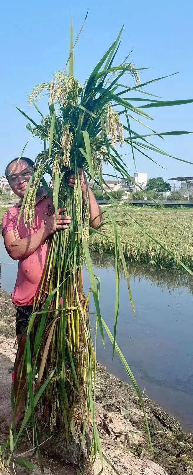 求购巨型水稻种子图片