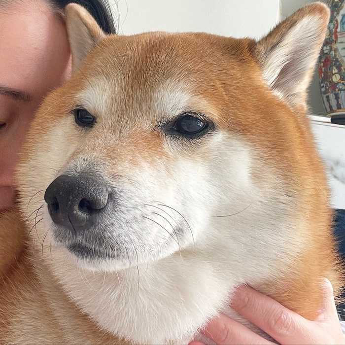 爆红全网的表情包柴犬球球(balltze)于周五在香港去世……|柴犬_新浪