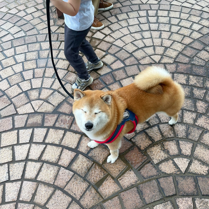 爆红全网的表情包柴犬球球(balltze)于周五在香港去世……|柴犬_新浪
