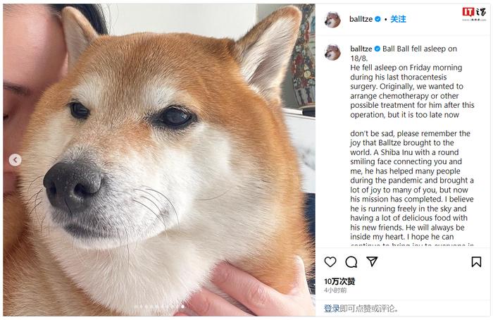 知名废柴表情包柴犬balltze离世