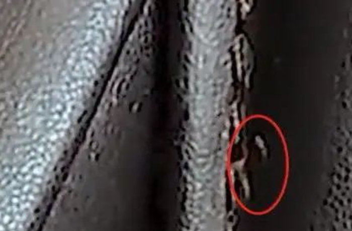 广州南火车站共享按摩椅的虫子。图片来源：视频截图