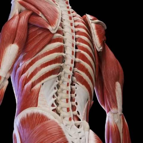 背部的肌肉层次