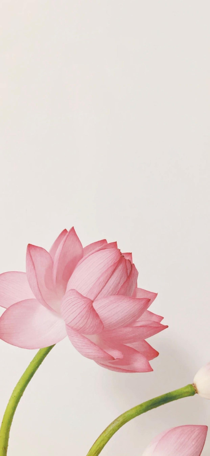 好运连连 荷花壁纸|荷花|壁纸|好运_新浪新闻