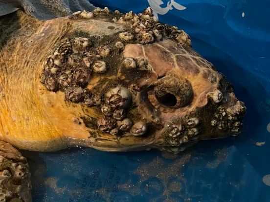 帮鲸和海龟清理藤壶,真的有必要吗?|鲸鱼|海龟|幼虫_新浪新闻