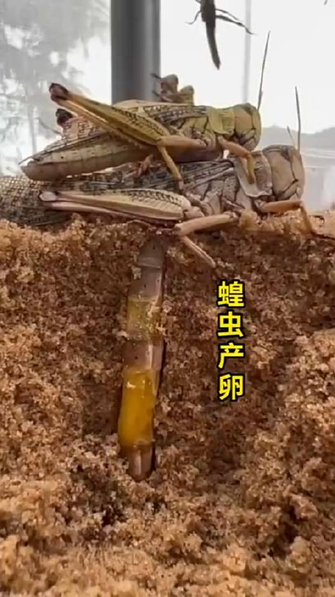 蝗虫原来这样产卵,长见识了