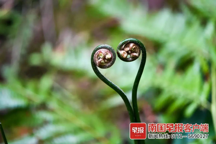 ▲在桂林市一植物园，一株蕨类植物长成了“心”形。南国早报全媒体记者 游拥军摄