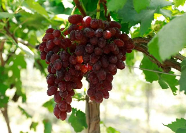 西安"户县葡萄" 甜蜜上市!|西安市_新浪新闻