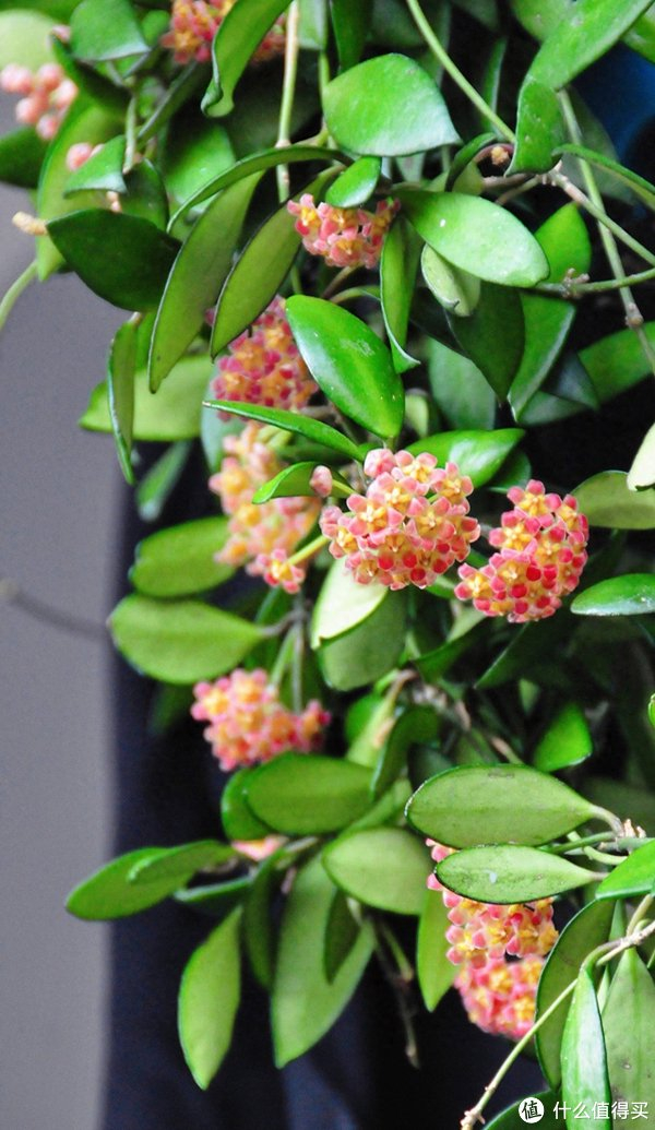 3种貌美"爬藤花",开花多,长到屋顶上,好看皮实适合种阳台!