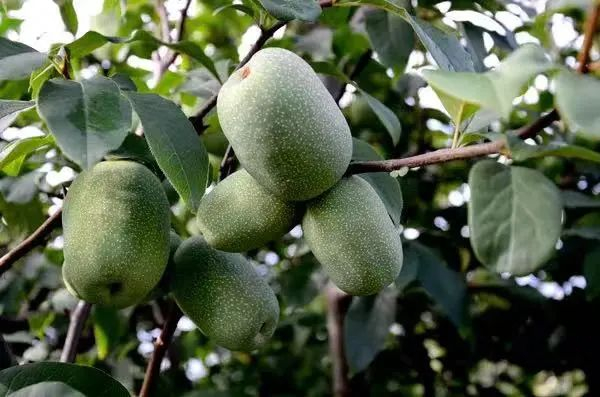 国家地理标志木瓜品牌价值排行榜