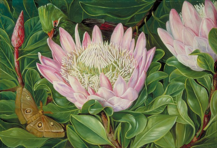 帝王花，南非