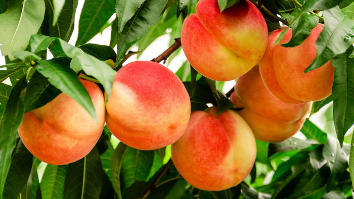 平谷大桃72小时直达港澳市民手中|香港|消费者_新浪新闻