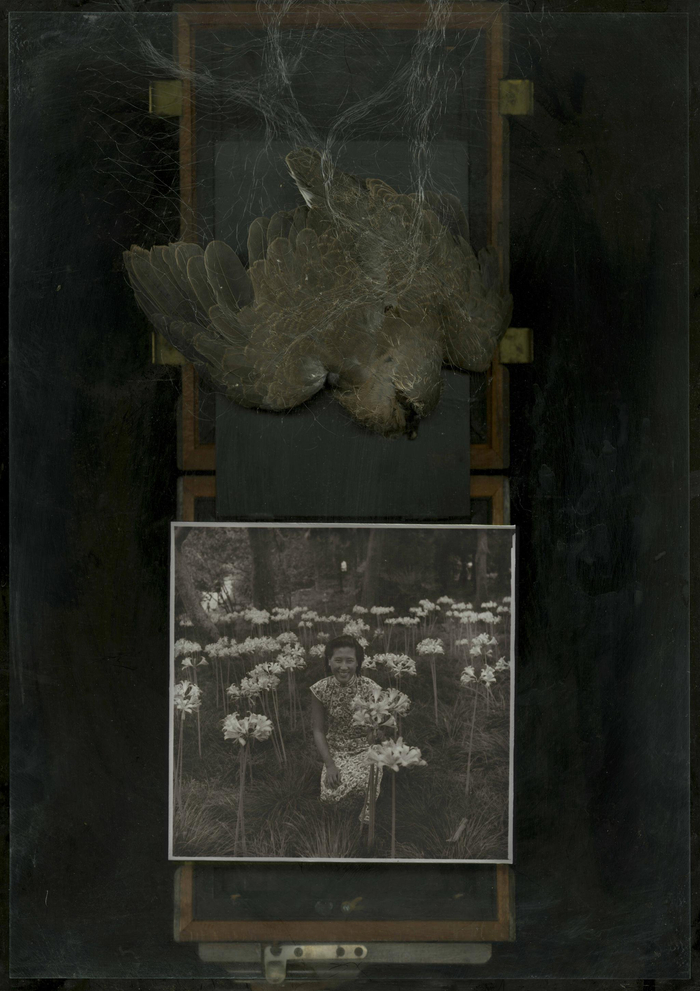 彼岸花，马良 作品