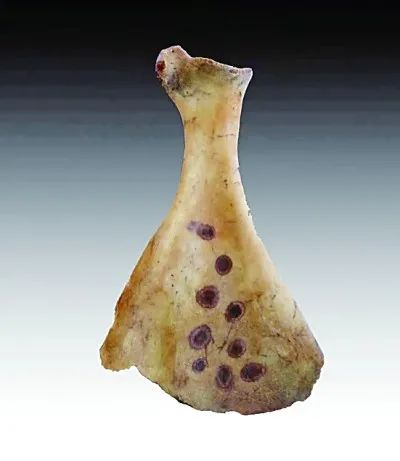 兴县碧村发现的卜骨